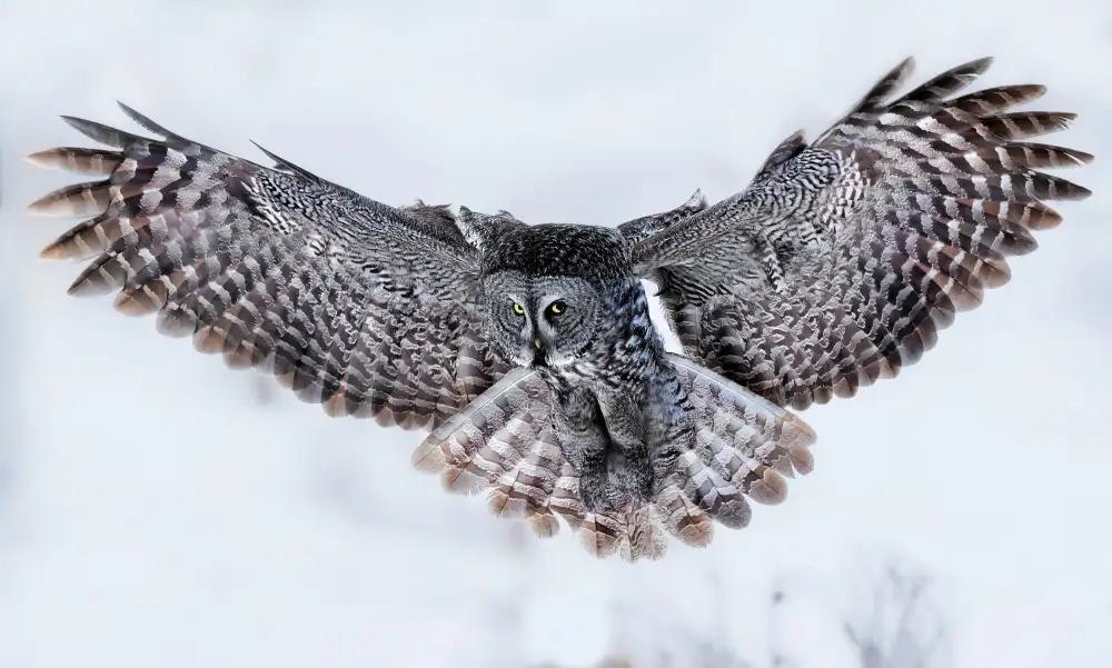 Zuo, Jun: Grande Gufo Grigio in volo