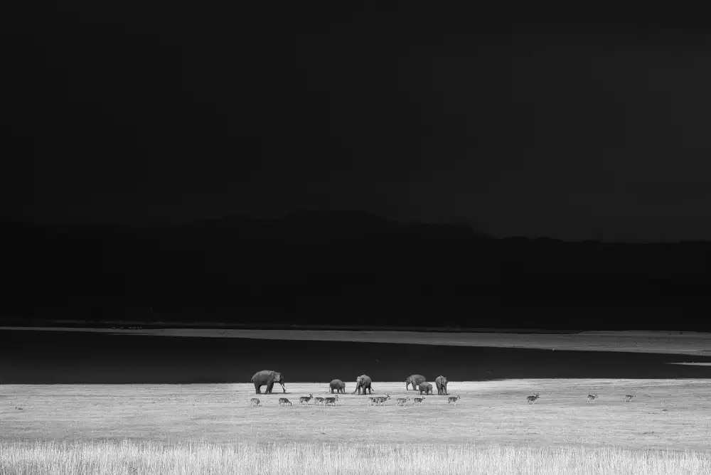 Swapnil: monochromatické nálady