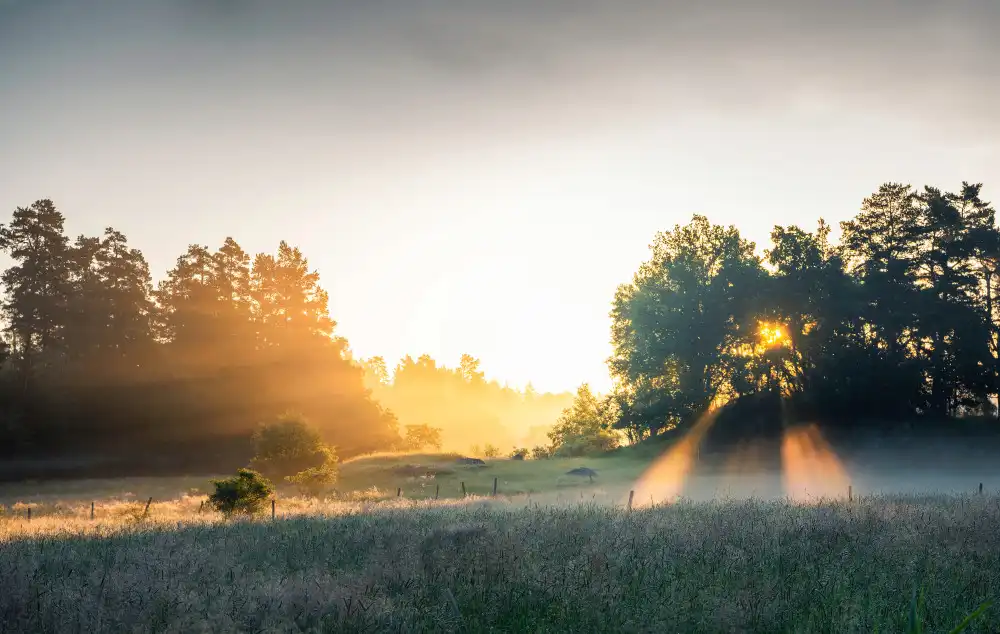 Lindsten, Christian: Sommerfeld mit Sonnenstrahlen