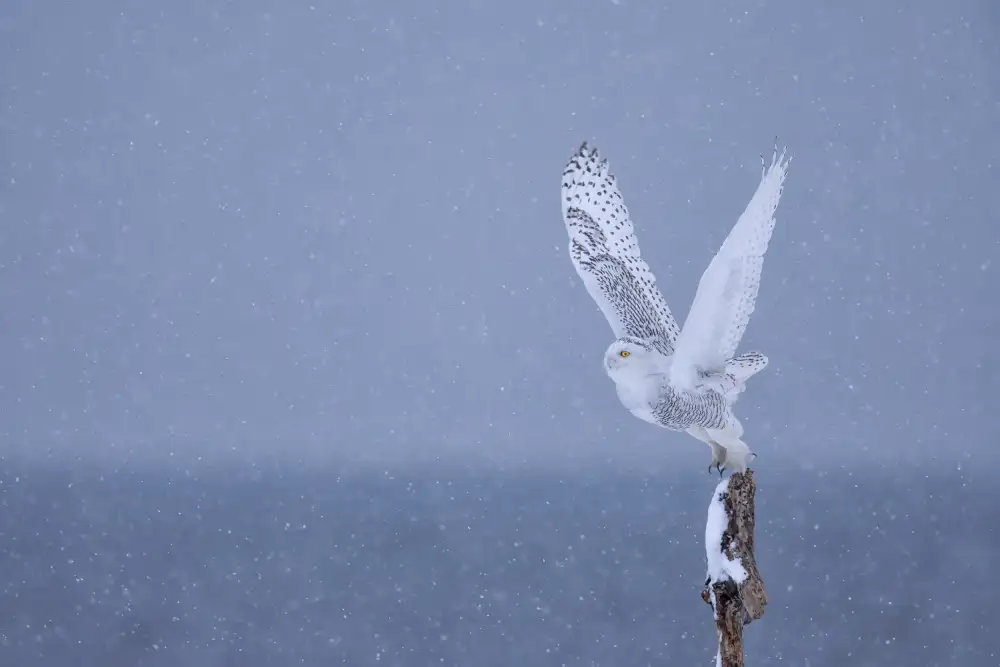 Wang, Max: Ein Schneetag