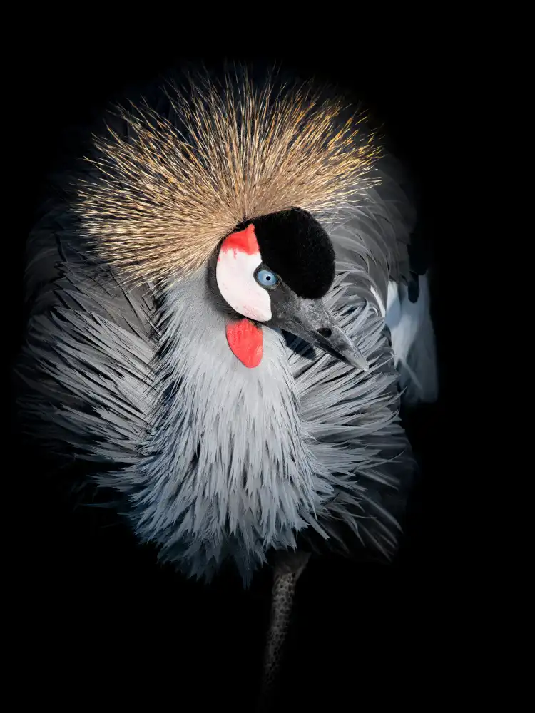 Guillemot, Mathilde: Portrait de grue couronnée grise