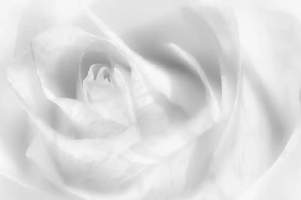 Pfeiffer, Peter: Hint of a rose