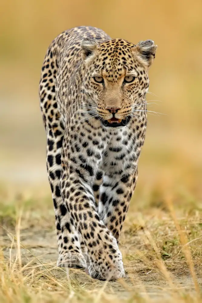Elsheshtawy, Ahmed: leopardo