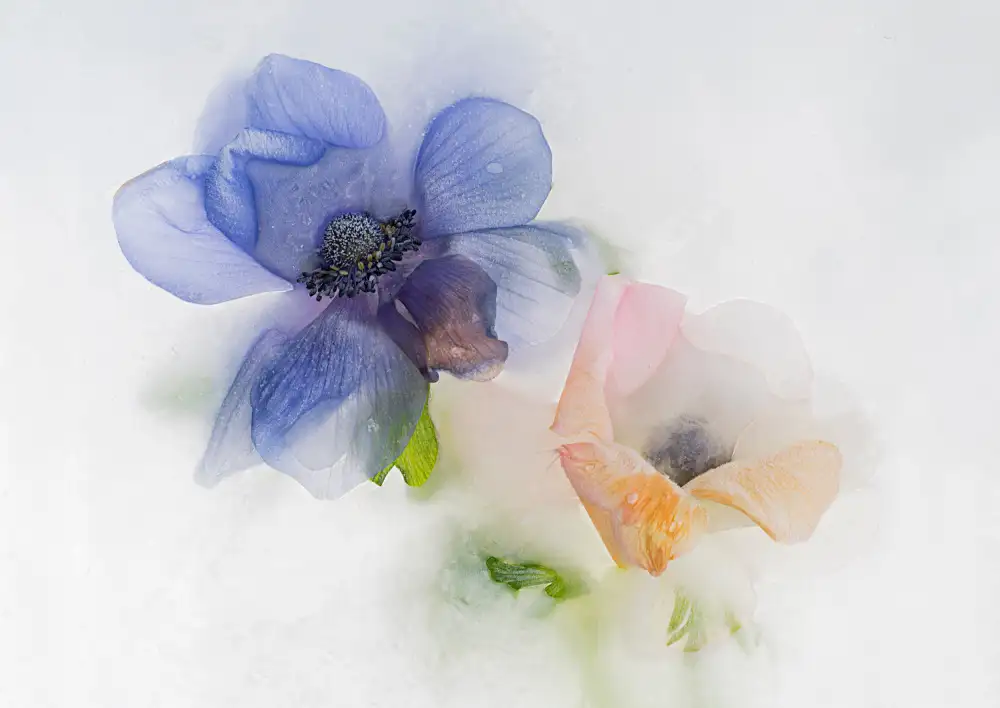 Uranga, Pedro: Blaue und orangefarbene Anemone
