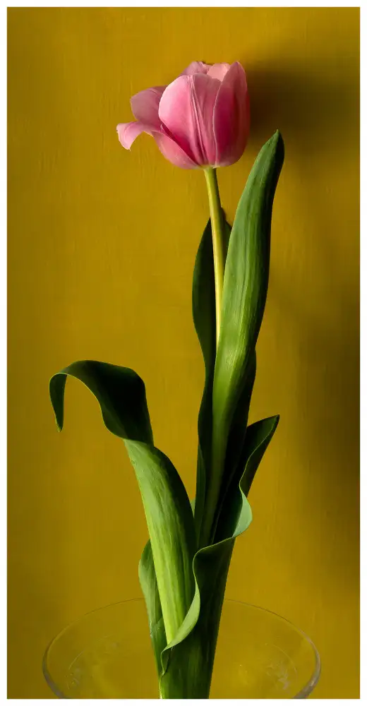 Malleray, de Delphine: Tulpe2