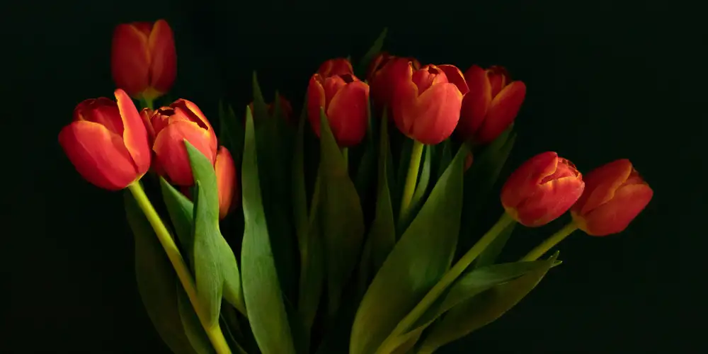 Malleray, de Delphine: Orangefarbene Tulpen