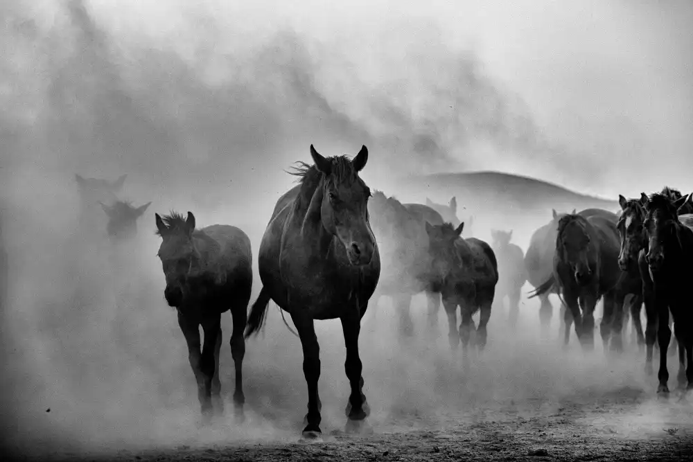 Erol, Emre M.: No name