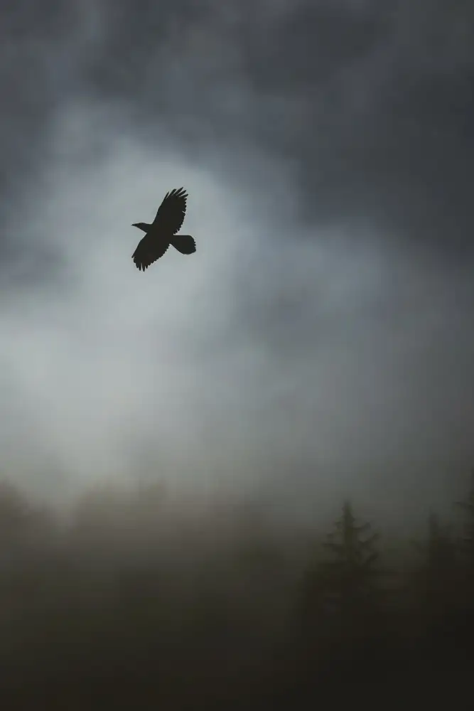 Mossholder, Tim: In volo