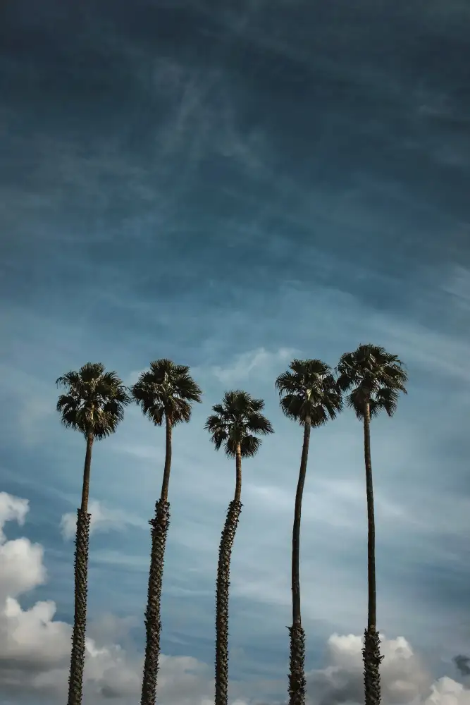 Mossholder, Tim: Cinque Palme