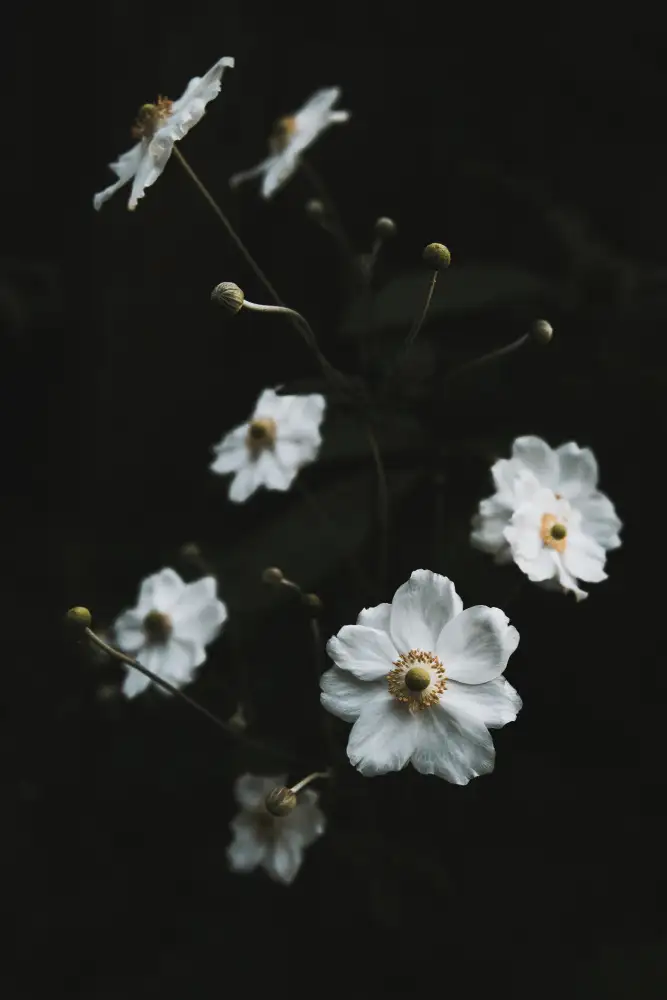 Mossholder, Tim: Fiori bianchi