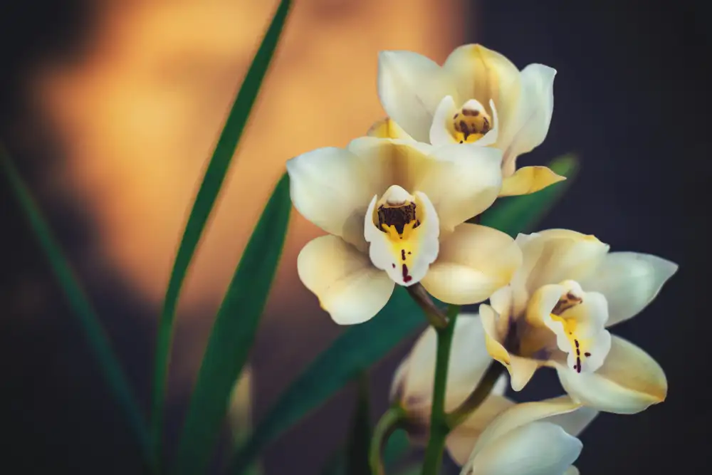 Mossholder, Tim: Orchideen