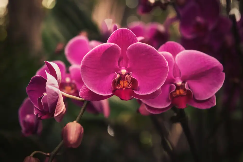 Mossholder, Tim: Orchidea rosa acceso