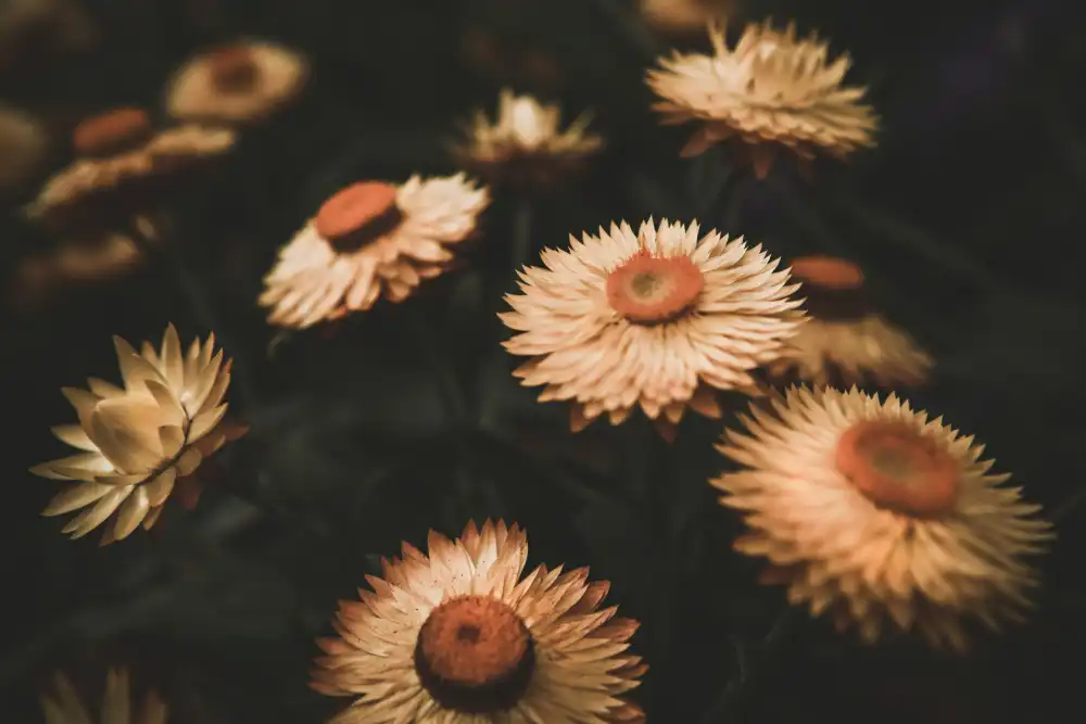 Mossholder, Tim: Fiori appassiti