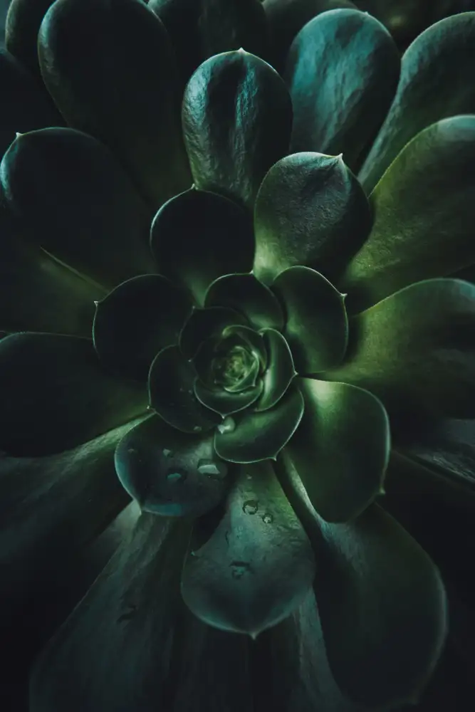 Mossholder, Tim: Succulento