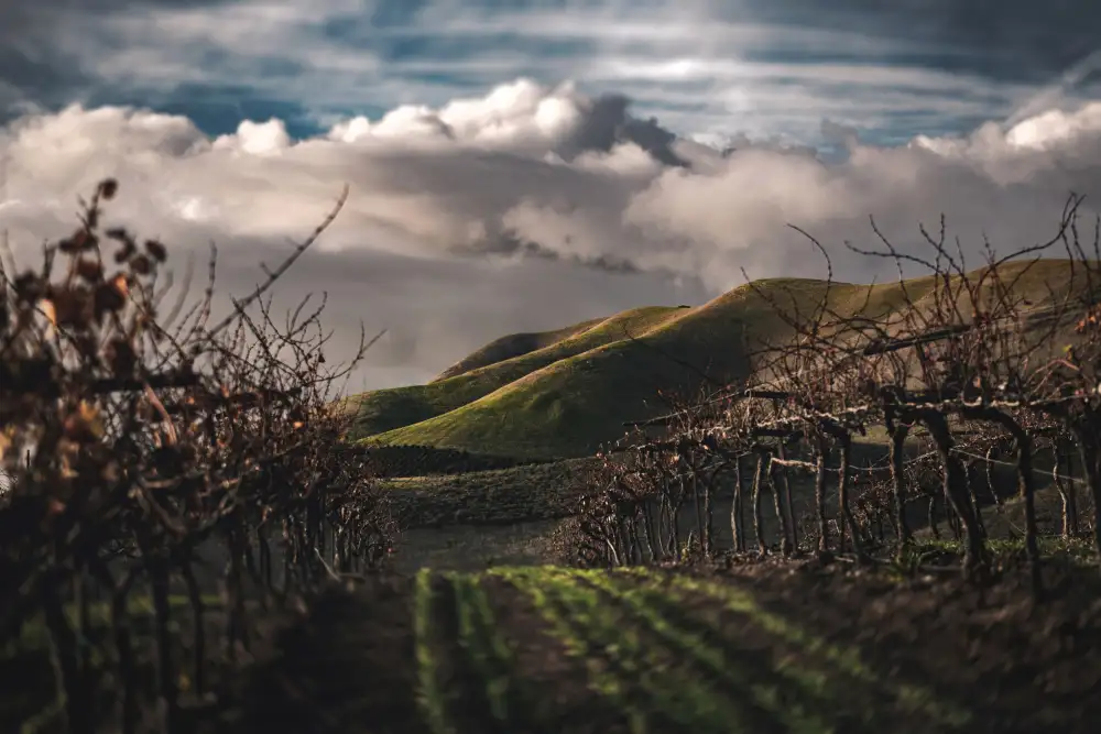 Mossholder, Tim: Dunkle Weinberge