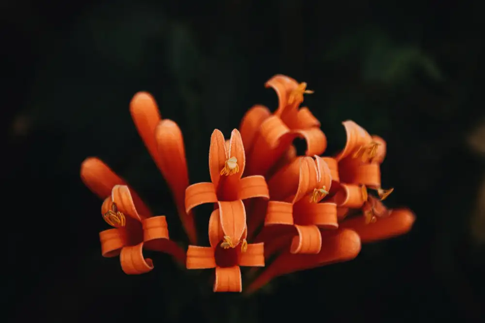 Mossholder, Tim: Fiori d'arancio