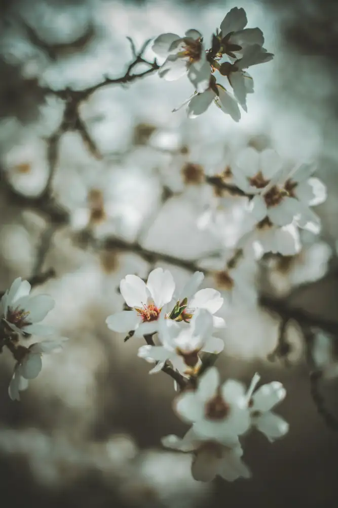Mossholder, Tim: Fiori di mandorlo