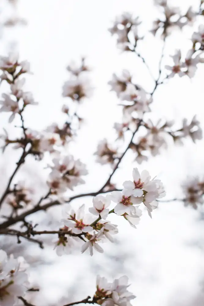 Mossholder, Tim: Fiori di mandorlo