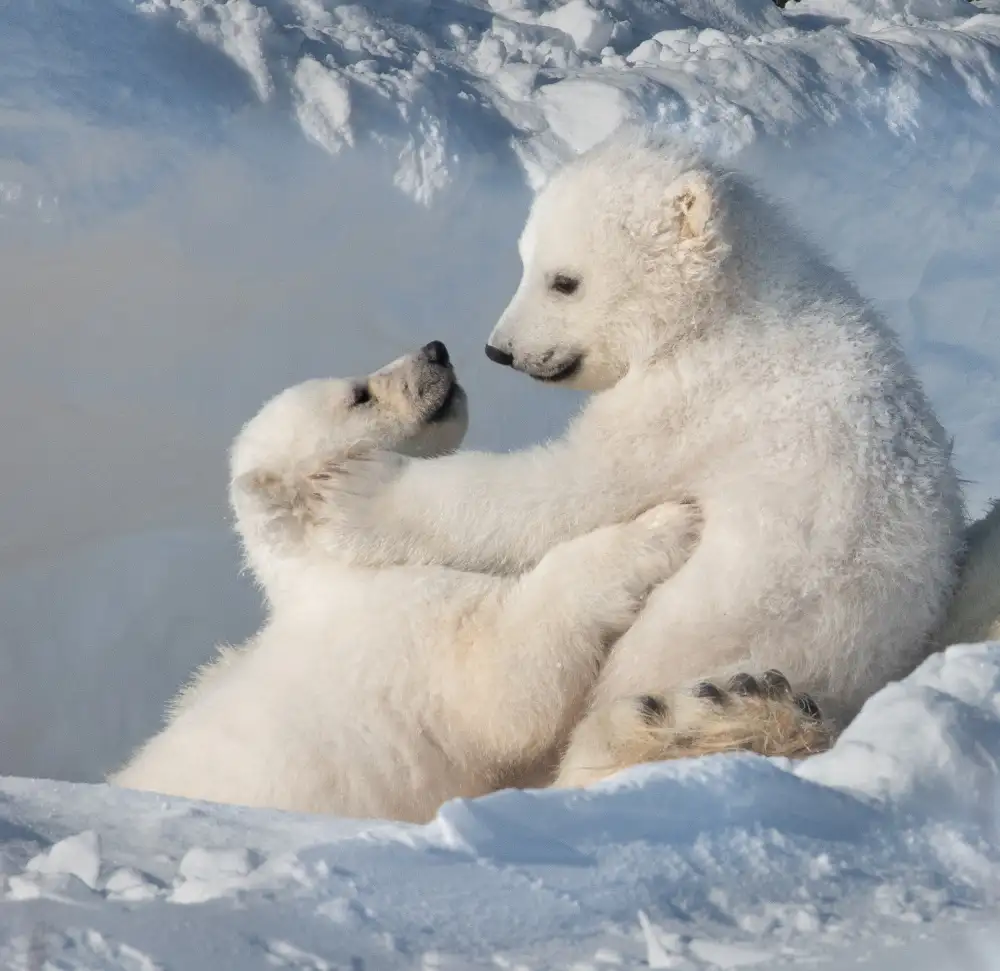 Tao, Liwen: Nessun nome
