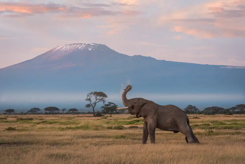 Chen, J. John: Le matin du Kilimandjaro