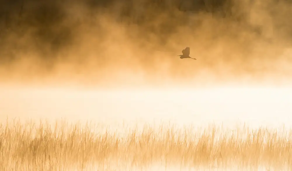 Li, Alex: Morgenflug