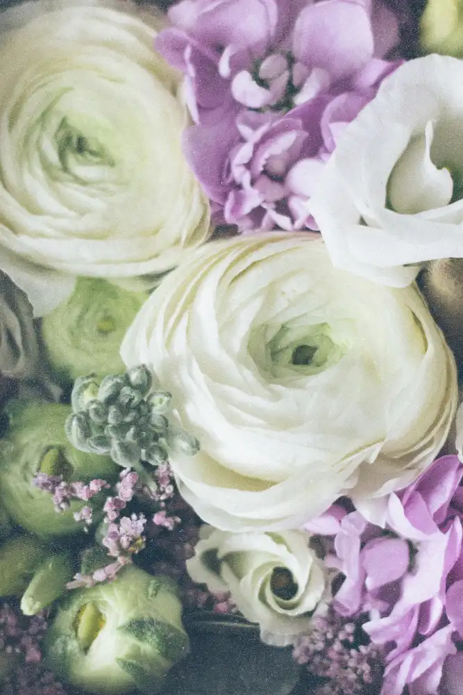 uplusmestudio: Krásný Ranunculus