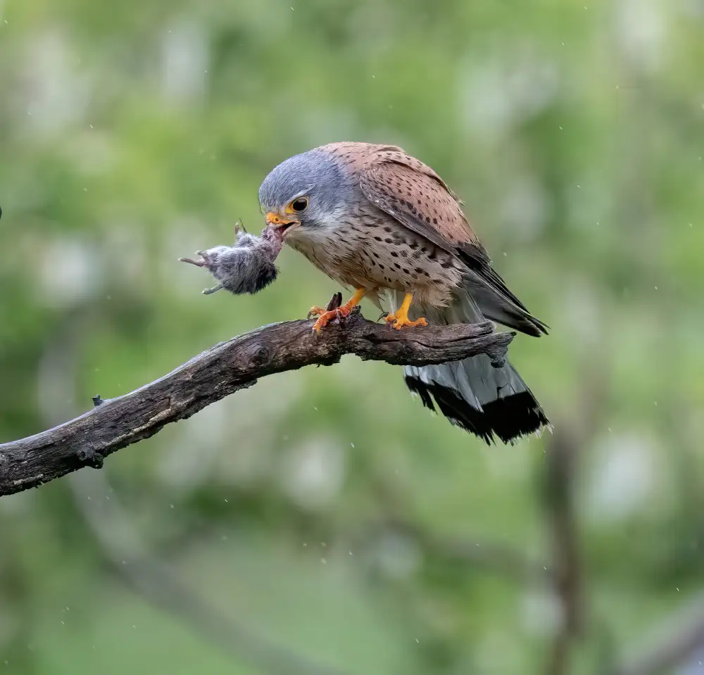 Tseng, Judy: Kestral s kořistí