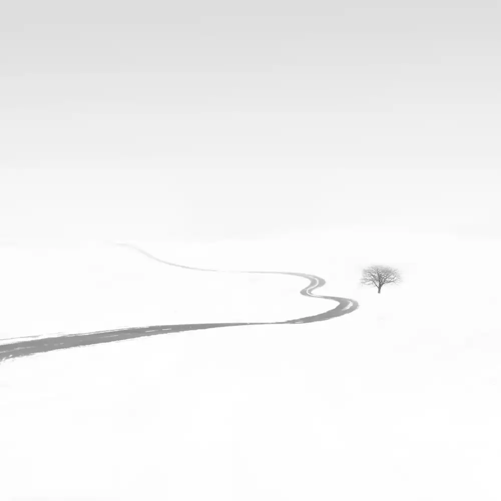 Nodeh, Mostafa: Single tree