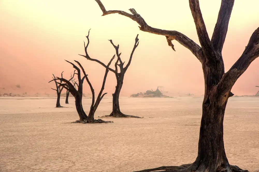 DAmico, Giuseppe: Nebbia e alberi nel deserto