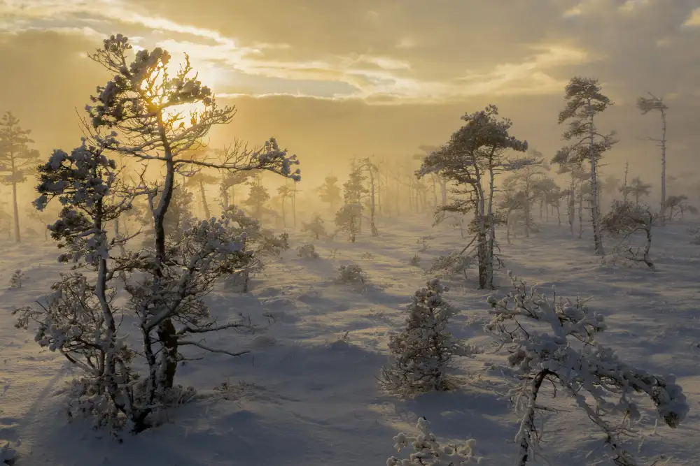 Kaprano, Normunds: Sumpf im Nebel