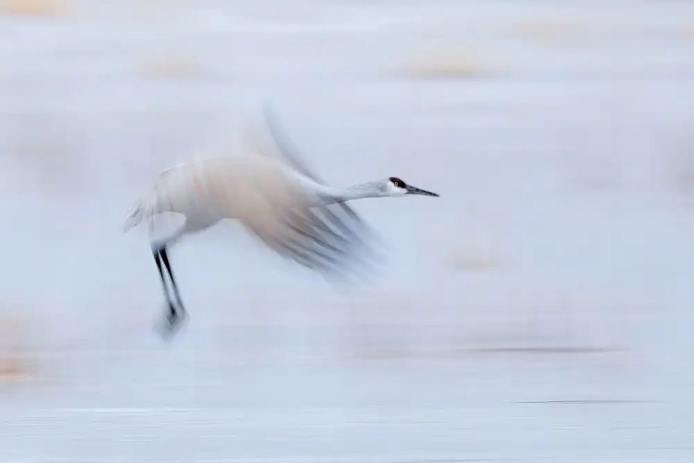 Zuo, Jun: Taking Off