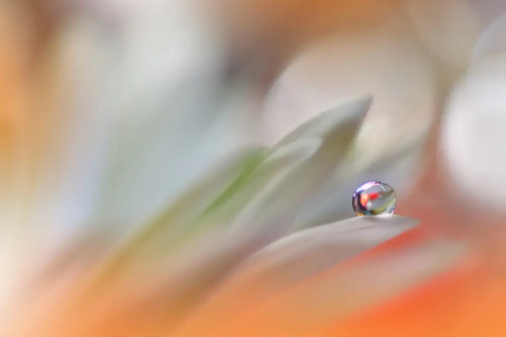 Nan, Juliana: Eine bunte Welt...II