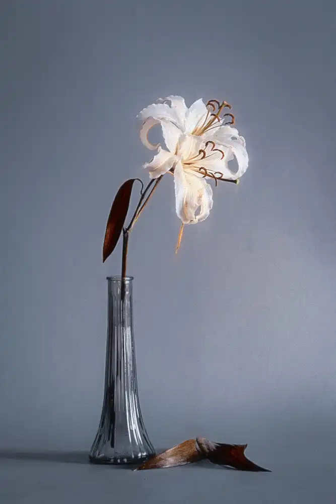 Kiral, Cicek: Elegantní linie