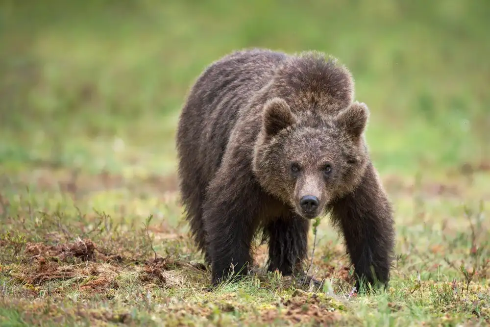 Pozzi, Marco: Grande orso