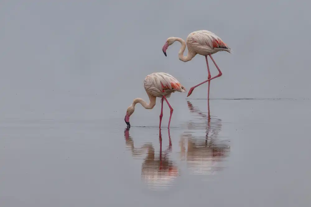 Zheng, Michael: Flamingos