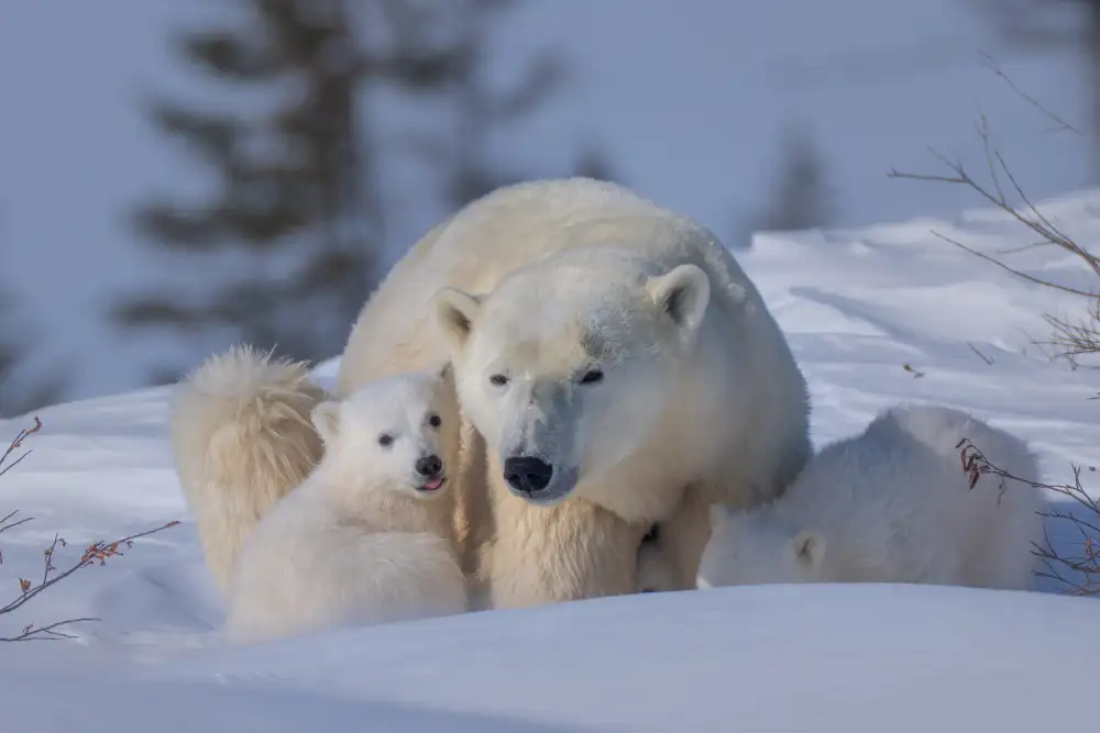 LI, MIN: Mum and Cubs