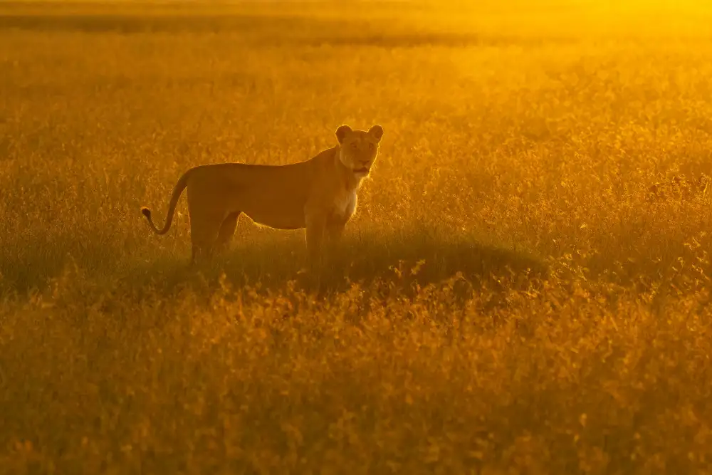 Marchegiani, Roberto: Golden Savannah