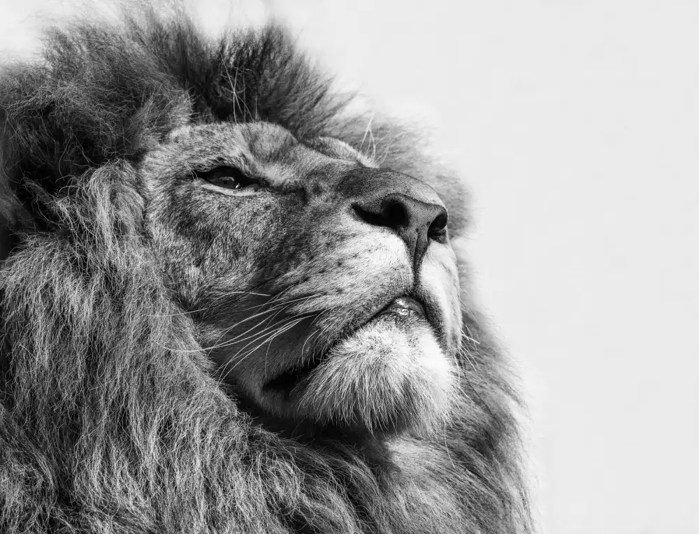 Worseling, Natascha: Der König....