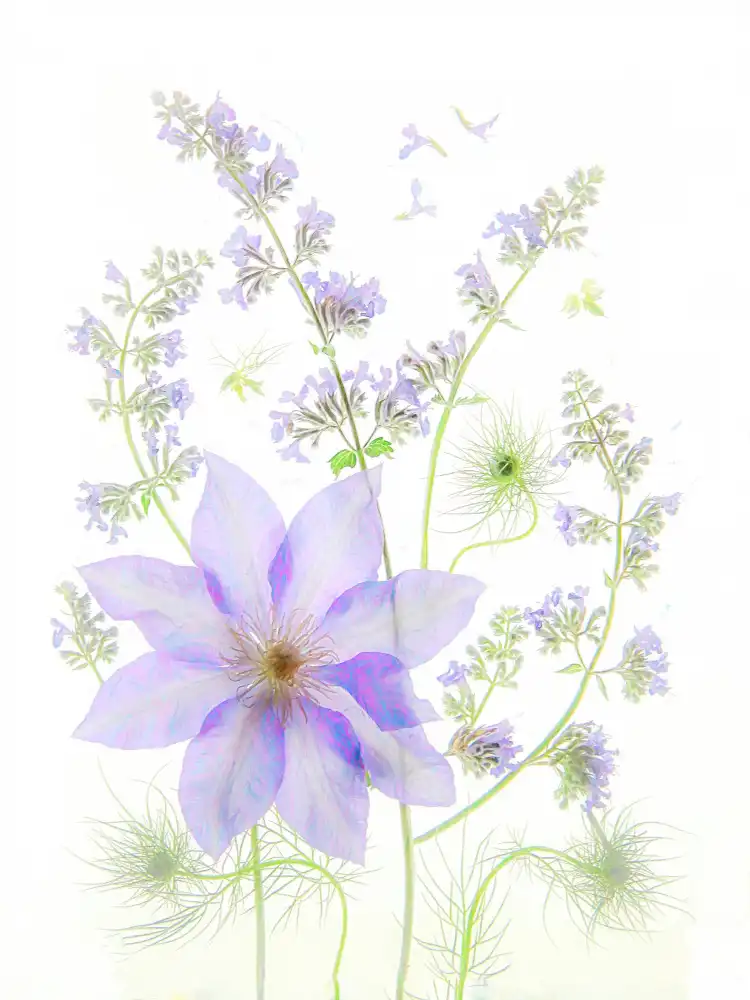 Zhou, Fangping: Clematis fialový