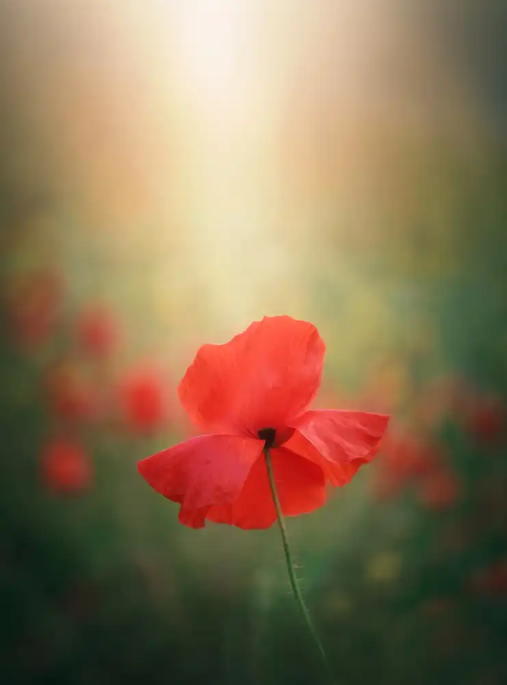 Joanaduenas: Luce e colori 3 7R41568
