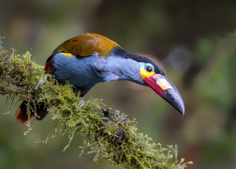 Wei, and Siyu: Tucano