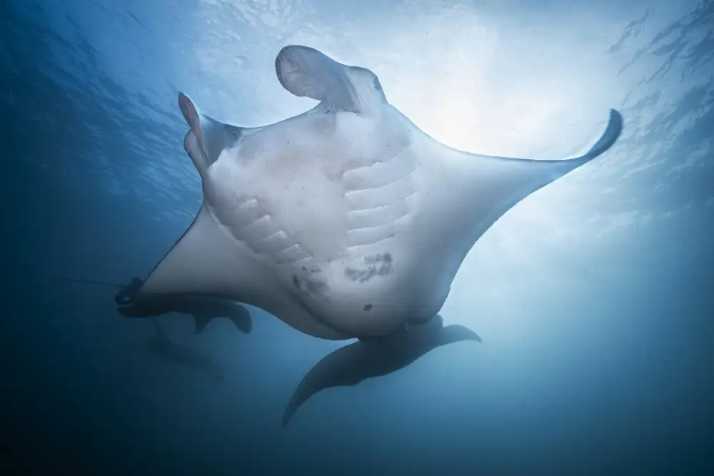 Gabriel, Barathieu: Manta Madre