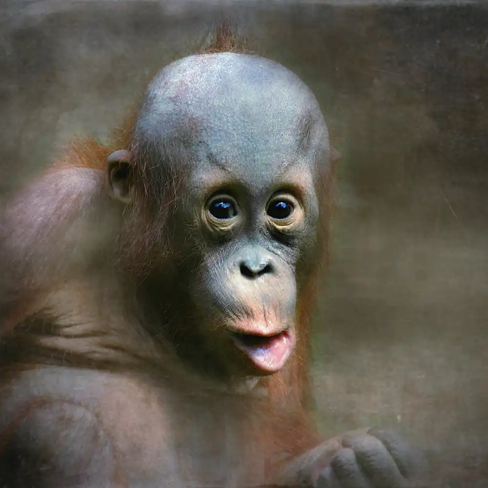 Droste, Holger: mladý Orang Utan