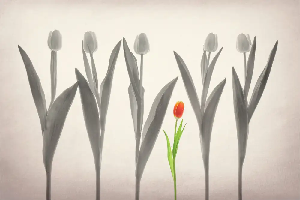 Jacobs, Lydia: Tulpenwald
