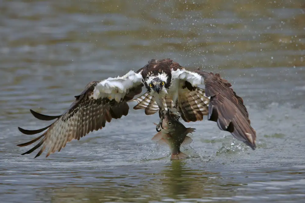Lam, Gavin: Águila pescadora
