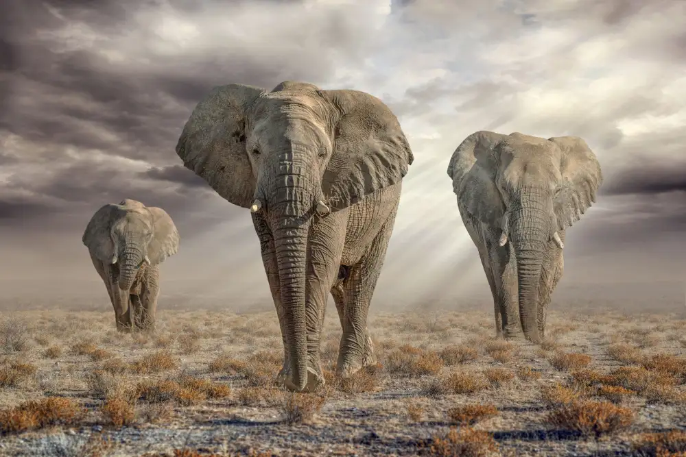 Egger, Marcel: EtoshaElephants