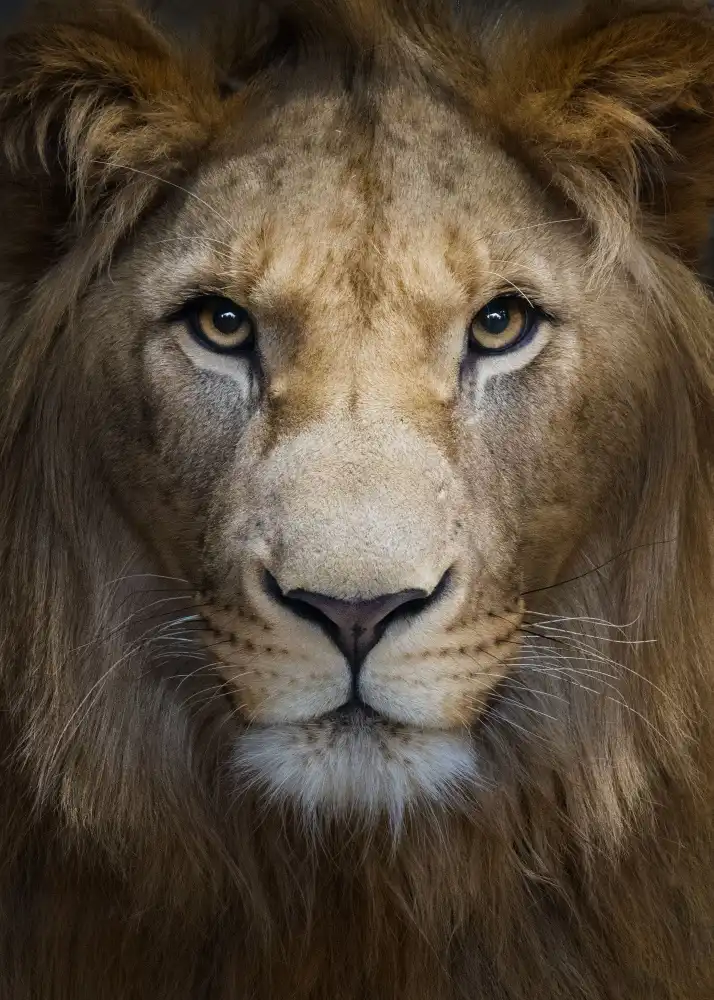 Jonas, Nadav: Majestic