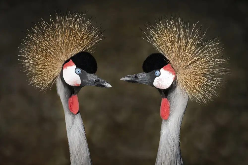 Guillemot, Mathilde: Rendez-vous des grues couronnées grises