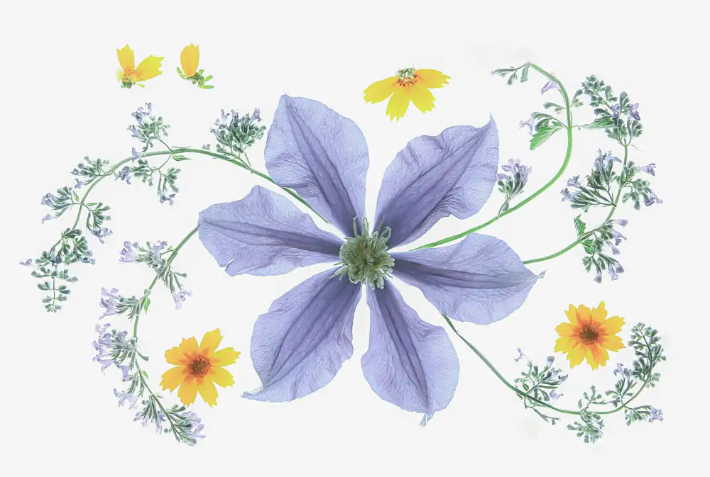 Zhou, Fangping: Modrý Clematis