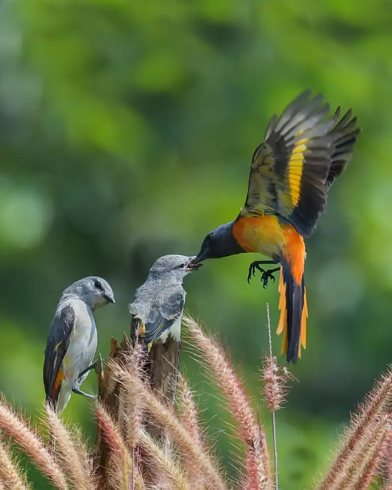 Setiadi, Ajar: Mantenan-Vögel2